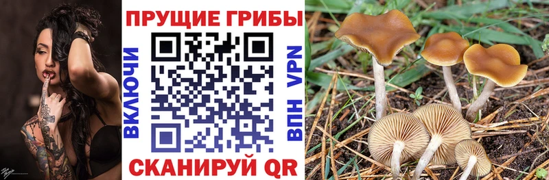 Псилоцибиновые грибы Cubensis  Полтавская 